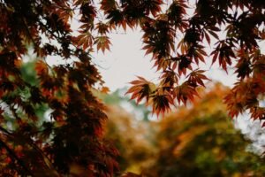 Why Autumn is the Perfect Time to Plan Your Dream Garden