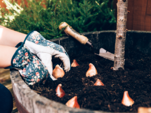Planning a Colourful Spring: A Garden Designer’s Guide to Bulbs and Seasonal Planting in Surrey