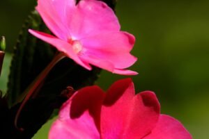 Best Summer Bedding Plants for Sun and Shade in Surrey & Hampshire Gardens