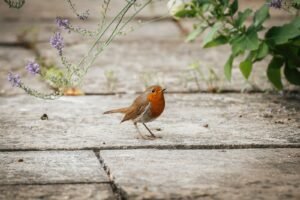 Designing a Wildlife-Friendly Dream Garden in Surrey and Hampshire