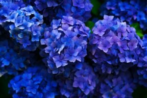 Garden Designer Guide: How to Choose the Right Plants for Hampshire Gardens