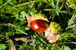 Preparing Your Garden Space for Autumn in Surrey and Hampshire