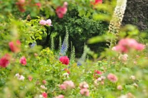 How a Garden Designer Can Help Plan Your Dream Garden