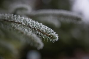 The Garden Alchemist Guide: How to Maintain My Garden in Autumn and Winter?