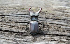 How to Attract Stag Beetles to Your Garden Space in Surrey & Hampshire